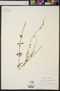 Polygala boykinii image