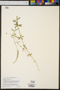 Polygala boykinii image