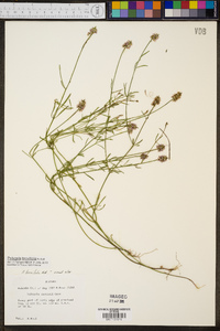 Polygala brevifolia image