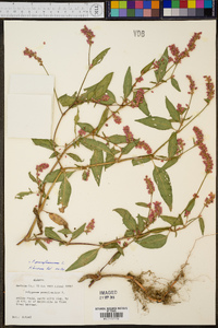 Persicaria bicornis image