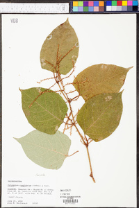 Reynoutria japonica image