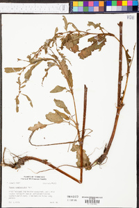 Rumex conglomeratus image