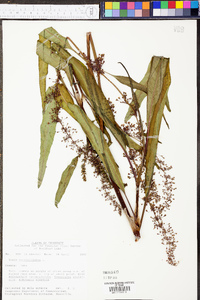 Rumex verticillatus image