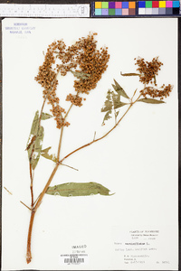 Rumex verticillatus image