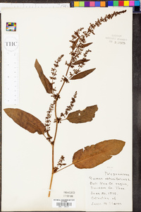 Rumex obtusifolius image