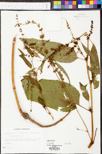 Rumex obtusifolius image