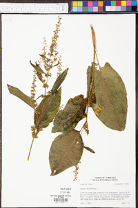 Rumex obtusifolius image