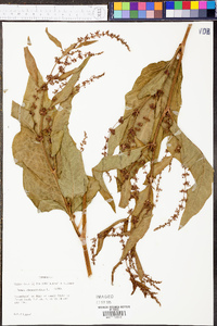 Rumex obtusifolius image