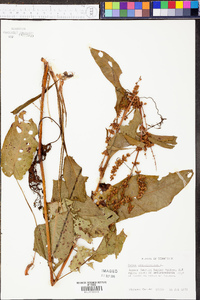 Rumex obtusifolius image