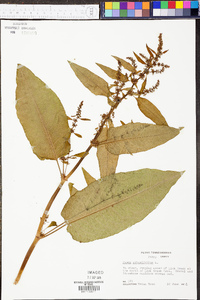 Rumex obtusifolius image