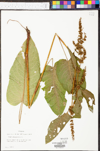 Rumex obtusifolius image