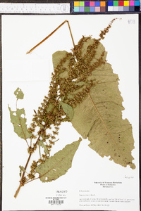 Rumex obtusifolius image