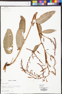 Rumex pulcher image