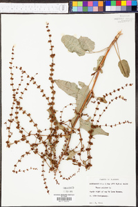 Rumex pulcher image