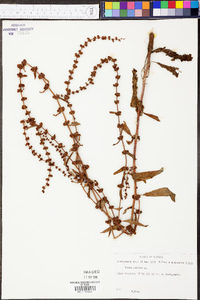 Rumex pulcher image