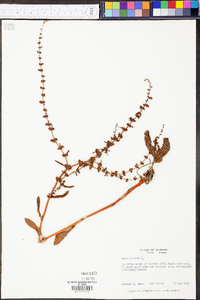 Rumex pulcher image