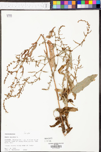 Rumex pulcher image