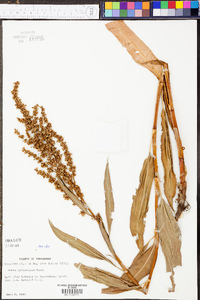 Rumex altissimus image