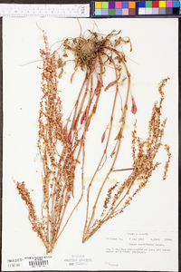 Rumex hastatulus image