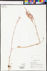 Rumex hastatulus image