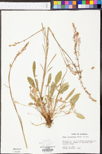 Rumex hastatulus image