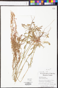 Rumex hastatulus image