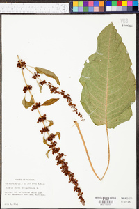 Rumex obtusifolius image