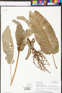 Rumex obtusifolius image