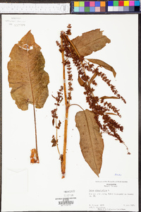 Rumex obtusifolius image