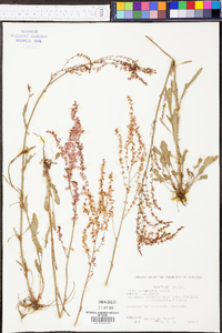 Rumex hastatulus image