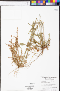 Rumex hastatulus image