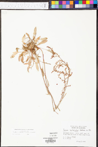 Rumex hastatulus image