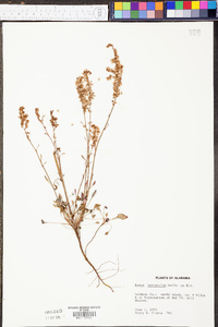 Rumex hastatulus image