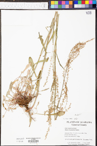 Rumex hastatulus image