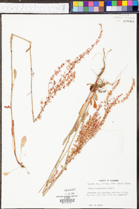 Rumex hastatulus image