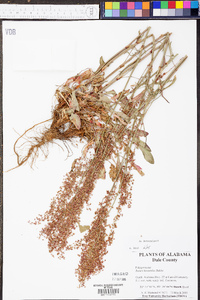 Rumex hastatulus image