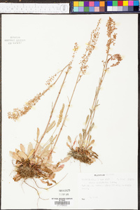 Rumex hastatulus image