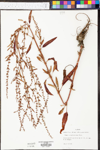 Rumex conglomeratus image