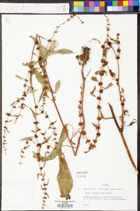 Rumex conglomeratus image