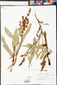 Rumex chrysocarpus image