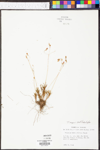 Talinum mengesii image