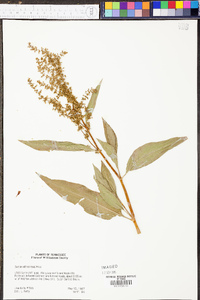 Rumex altissimus image