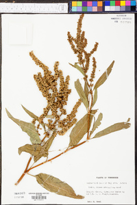 Rumex altissimus image