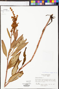 Rumex altissimus image