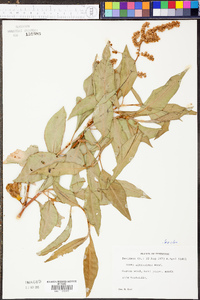 Rumex altissimus image