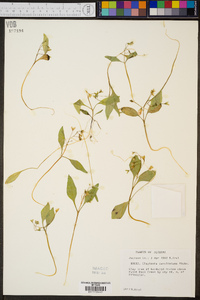 Claytonia caroliniana image