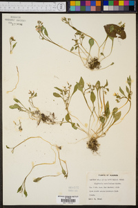 Claytonia caroliniana image