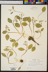 Claytonia caroliniana image