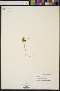 Claytonia caroliniana image