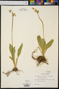 Dodecatheon meadia image